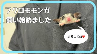 【初めまして】モモンガ飼い始めました