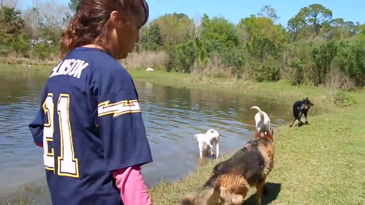 Wireless dog leash YouTube