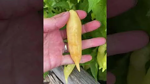 This is a huge #harvest from my #backyardgarden I harvested tomatoes,