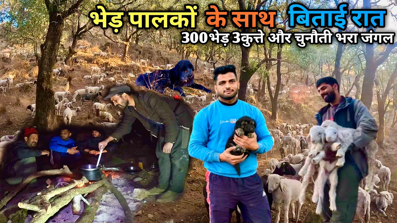 Night Camping With Shepherd In Dangerous Forest-300भेड़ों के साथ रात बिताई| Nomadic Shepherd Camping