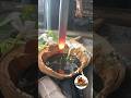 The traditional wood handle heat treatment process#metalwork #blacksmith #craftsmanship #shortvideo