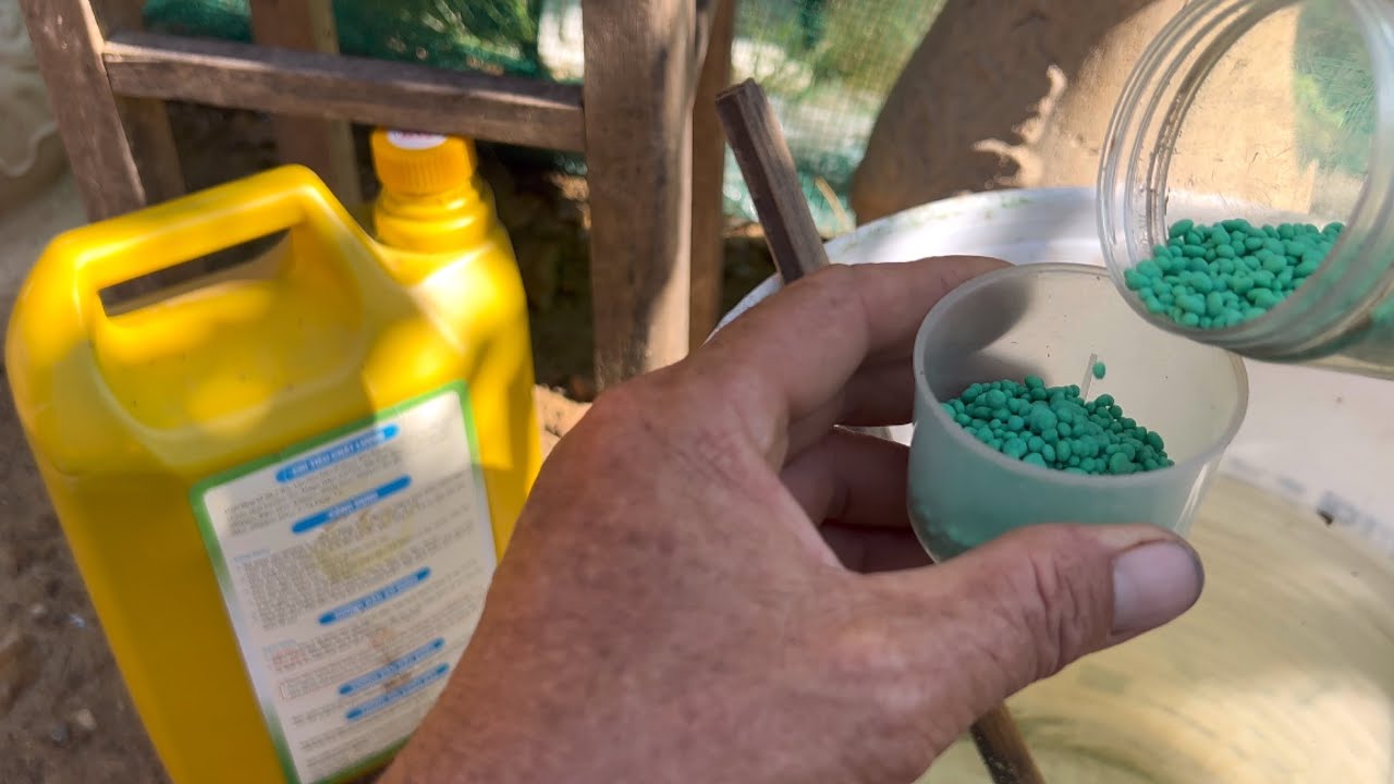 Tưới cử phân thứ hai HVP cộng ba số 17