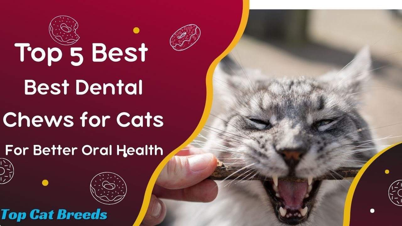 Top 5 Best Dental Chews for Cats for Better Oral Health YouTube