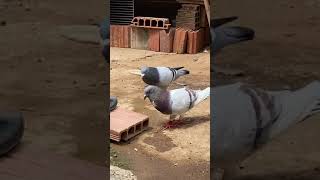 Pombo Comum Vs Pombo Correio