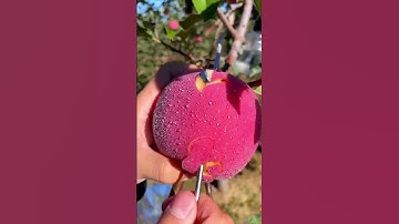 crunch into deliciousness explorering the world of apples #shorts #apple #satisfying