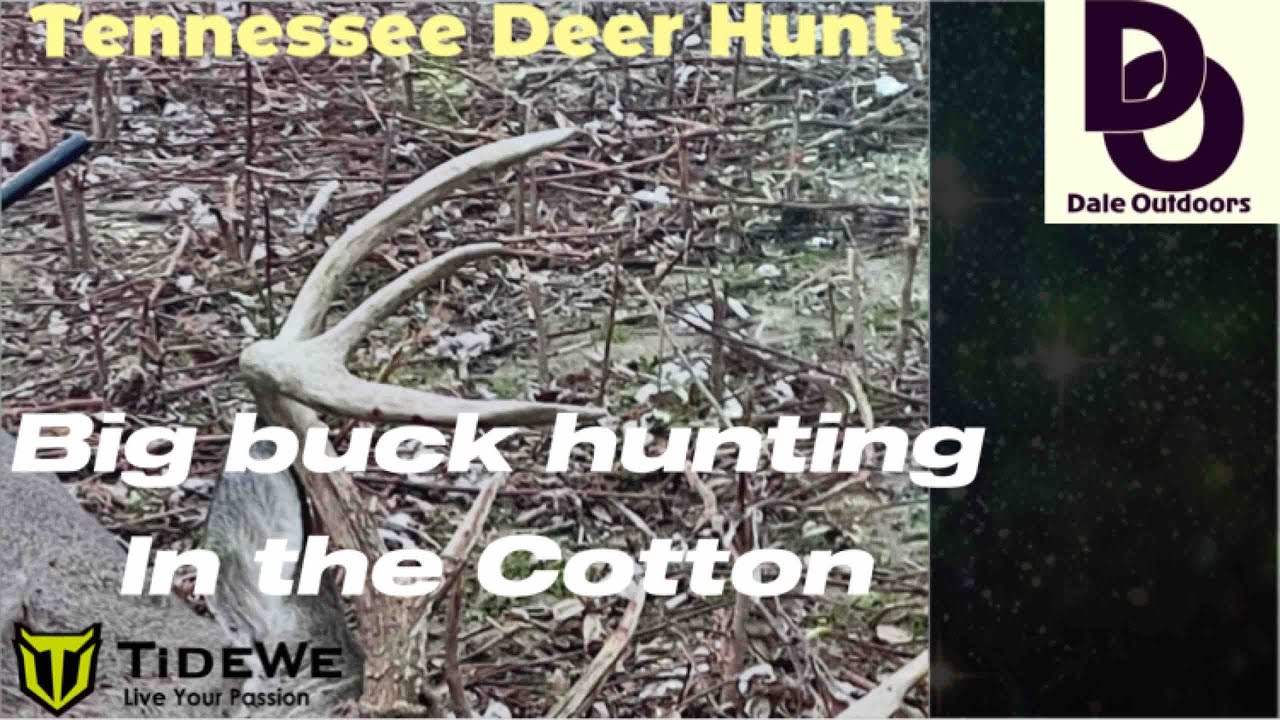 DEER HUNT in Tennessee Buck 2022/ Big BUCK Hunting in the Cotton YouTube