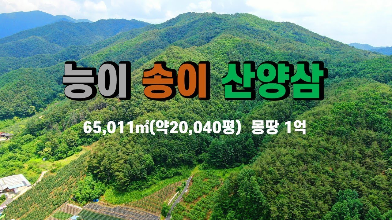 봉화토지 봉화임야매매, 문수산자락 능이 송이 산양삼 임산물재배 싼임야매매, 경북 봉화군 물야면 개단리 임업경영체등록 산약초재배 산림경영관리사 산촌오지 자연인임야 (봉화-2552)