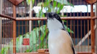 SUARA BURUNG CENDET JERNIH COCOK UNTUK PIKAT /  PANCINGAN