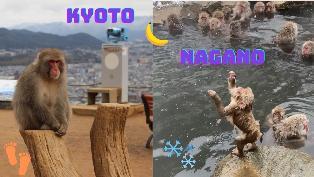 Visiting Japan Monkey Parks for the first time! The Ultimate Guide