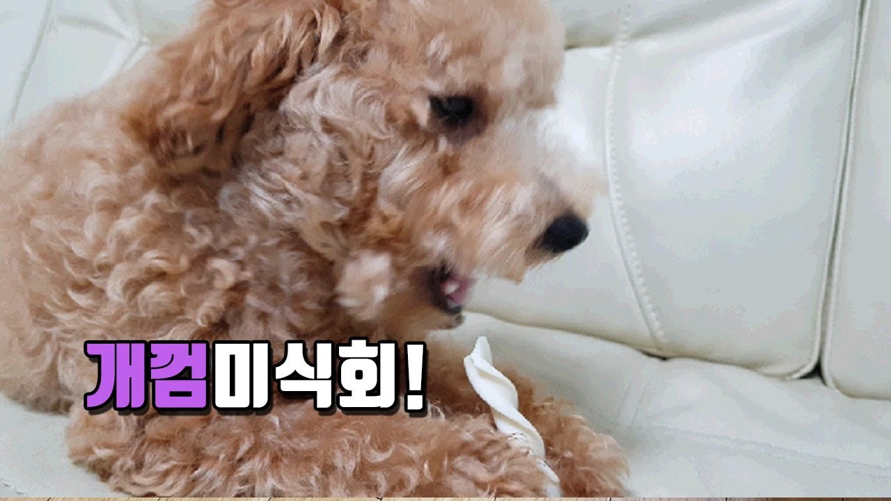 푸들 개껌 먹방2 Vege fish Gum 개껌미식회 YouTube