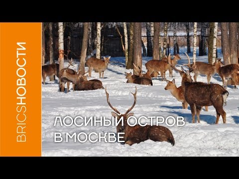 Лосиный остров в Москве