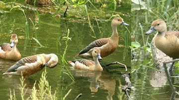 Lesser-whistling duck in  Faridpur  || পাতি সরালি