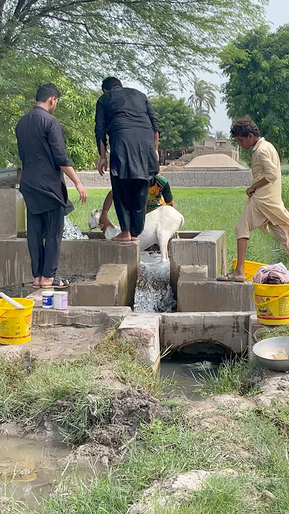 Punjab Pakistan 🇵🇰 village life #song #punjabisong #punjabimusic #music #punjabi #pindvloge #tre