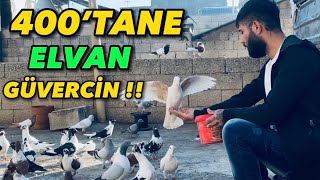 400’Tane ELVAN RENKLİ UÇAN KUŞUM VAR ! HEPSİ FİLO GÜVERCİNİ | ÖMER ASDAŞ Kümesi