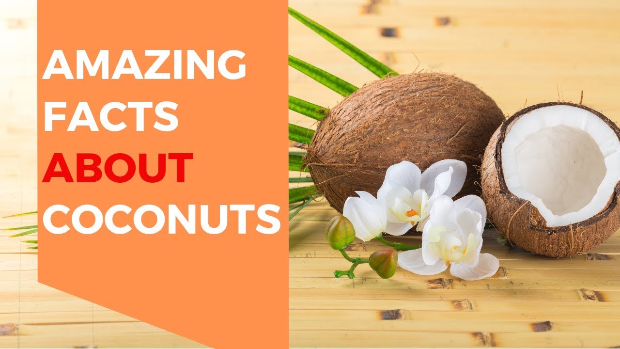 Top 24 Amazing Facts About Coconuts YouTube Top 24 Amazing Facts About Coconuts YouTube