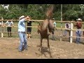 Doma Racional Cavalo Xucro Brusque-SC