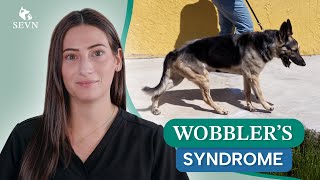 Wobbler's Syndrome