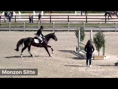 MONZON SITTE Stallion 4yo Gesves