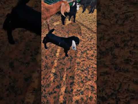 عارضي تيس خروف ابوخالدال معزاء لايك ضرماء