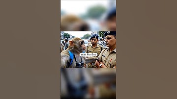 How to Create AI Monkey Video | Text to Ai Video Generator
