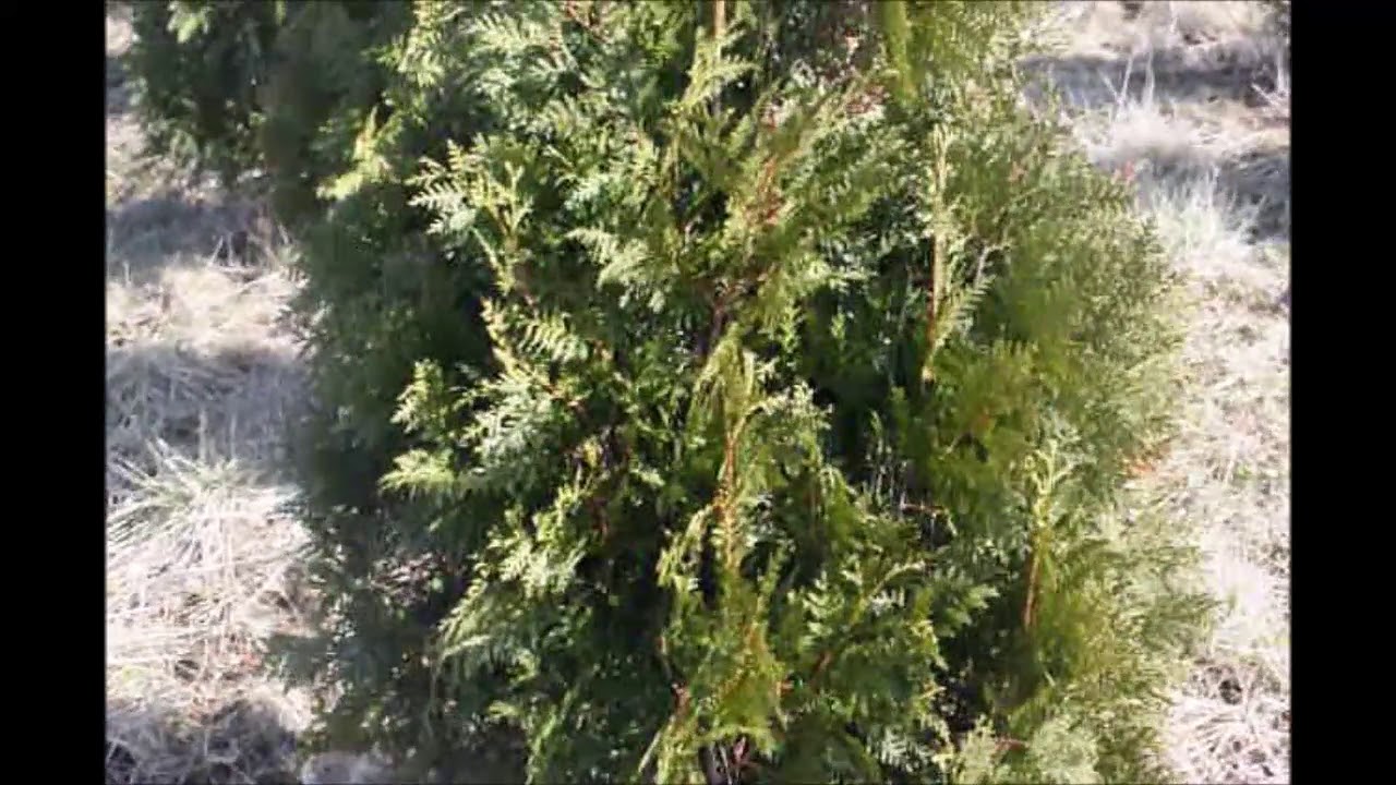 We are Growing Nigra Arborvitae Near Doylestown Pa 18923 YouTube
