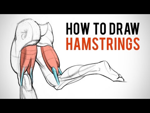 How to Draw Hamstrings - Leg Anatomy for Artists