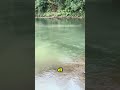 memasang jebakan jaring ikan di sungai #duasaudara #fishing #fish #shortvideofyp #mancing #ikan