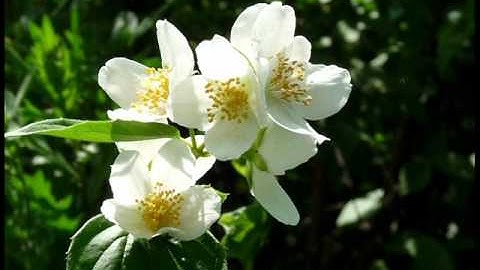 Eśta - Zachodzi słoneczko