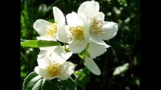 Eśta - Zachodzi słoneczko