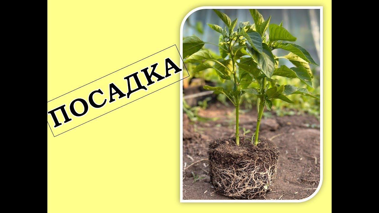 Пересаджуємо перці у відкритий ґрунт. Заглиблюємо чи ні?