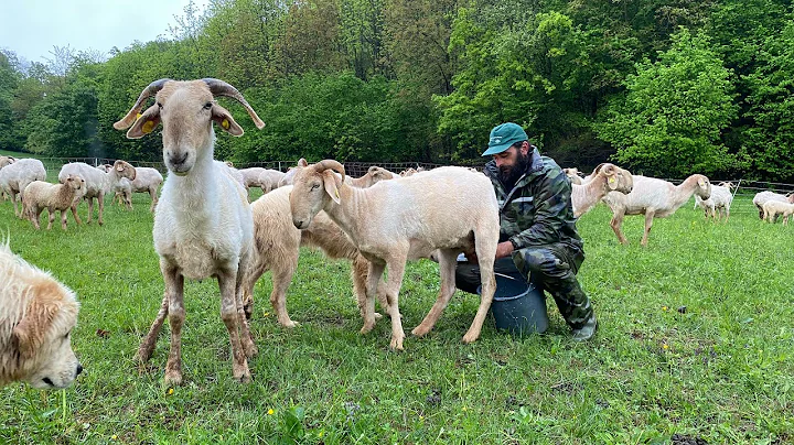Gregge di Pecore razzaRoaschina Simone Basso e Fed...
