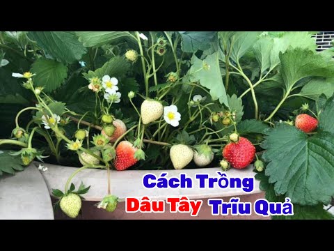 Video: Khi Trồng Dâu Tây: Mẹo Để Trồng Dâu Trong Vườn