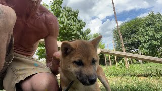 Dog training shiba puppy