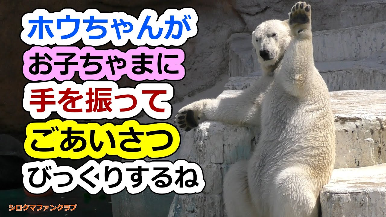 ホウちゃんがお子ちゃまに手を振ってごあいさつ💗びっくりするね【天王寺動物園】