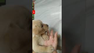 Noddy Remove His Red Thread From His Hand.