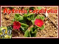 👨🏼‍🌾 Cuidados y reproducción de la Aptenia cordifolia ✂️ [Rocío, Escarcha]🌱