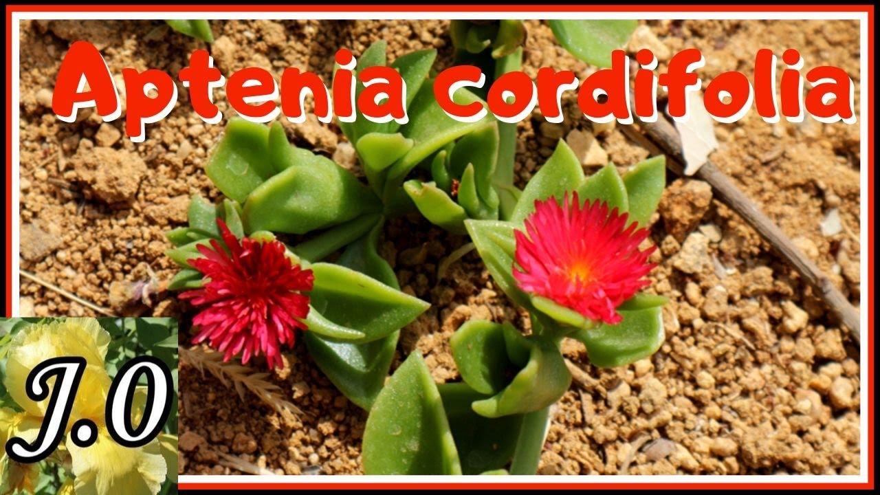 👨🏼‍🌾 Cuidados y reproducción de Aptenia cordifolia (Mesembryanthemum cordifolium) [Rocío, Escarcha]🌱