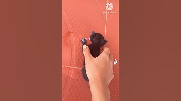 Bé Mèo bị mẹ bỏ rơi...#meow  #meo #cat #cats