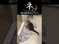 猫の風呂について🤣 #猫 #ねこ #猫動画 #ねこ動画 #猫あるある #猫好きさんと繋がりたい #猫のいる暮らし #猫のいる生活 #猫ミーム #cat