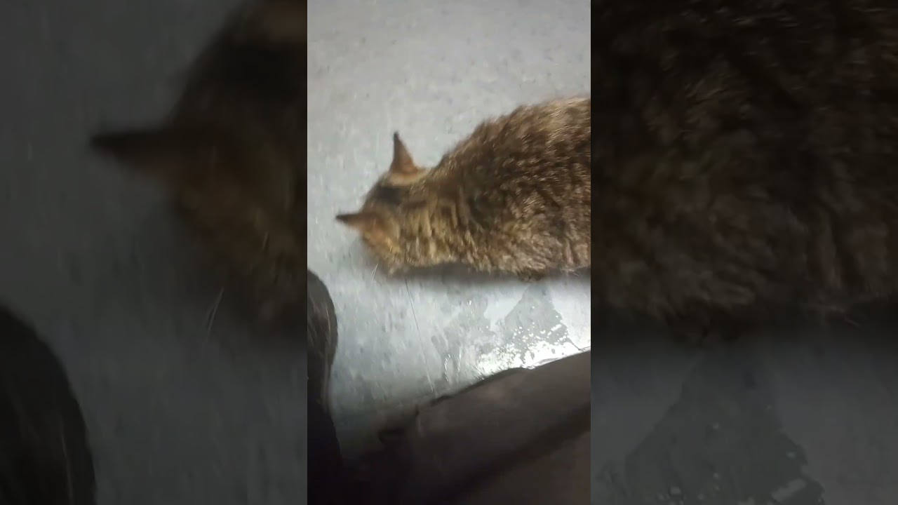 Крепкий до конца. 😊 ❤️ 😺