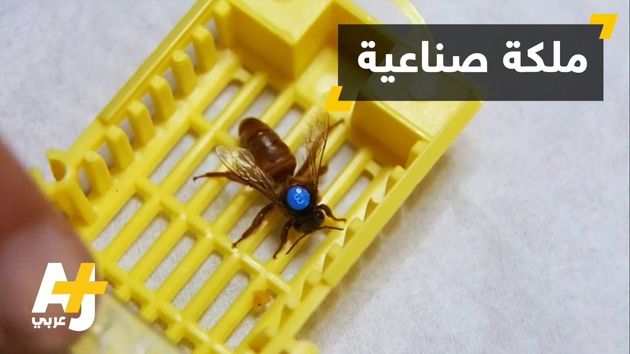 لبنان يفتتح أول مركز تلقيح صناعي لملكات النحل في المنطقة