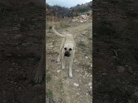 insanları tanıdıkça ,hayvanları daha çok seviyorum