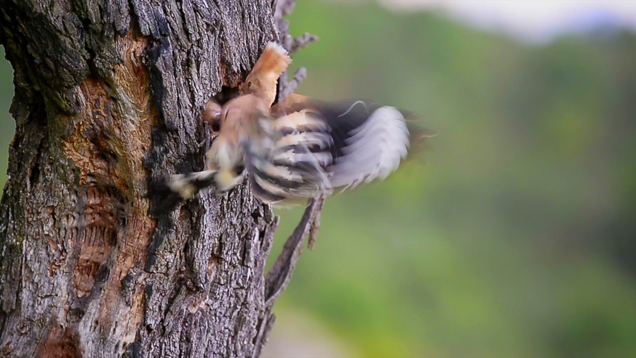 Wildpix SPRING IN CATALUNIA