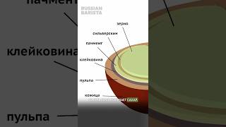 🤔 Сухая обработка = сладкий кофе? Рассказываем подробнее #rba_expert #coffee