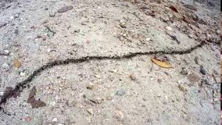 Line walking ants **amazing**
