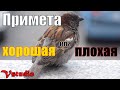 Птица залетела в окно - примета хорошая или плохая / Vstudio