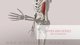 Biceps Brachii, Upper Arm Series, Part 2 (3D Animation)