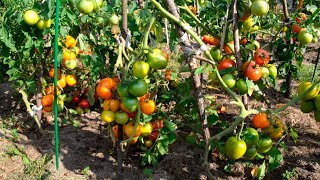 Томат «Хурма» - урожайность, вкус помидоров, устойчивость к фитофторе. Обзор сорта «Хурма»