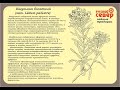 Растения Русского Севера. Багульник болотный