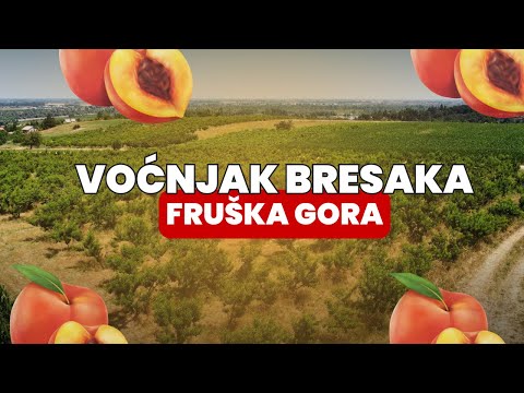 Voćnjak sa 1000 stabala breskve na prodaju!